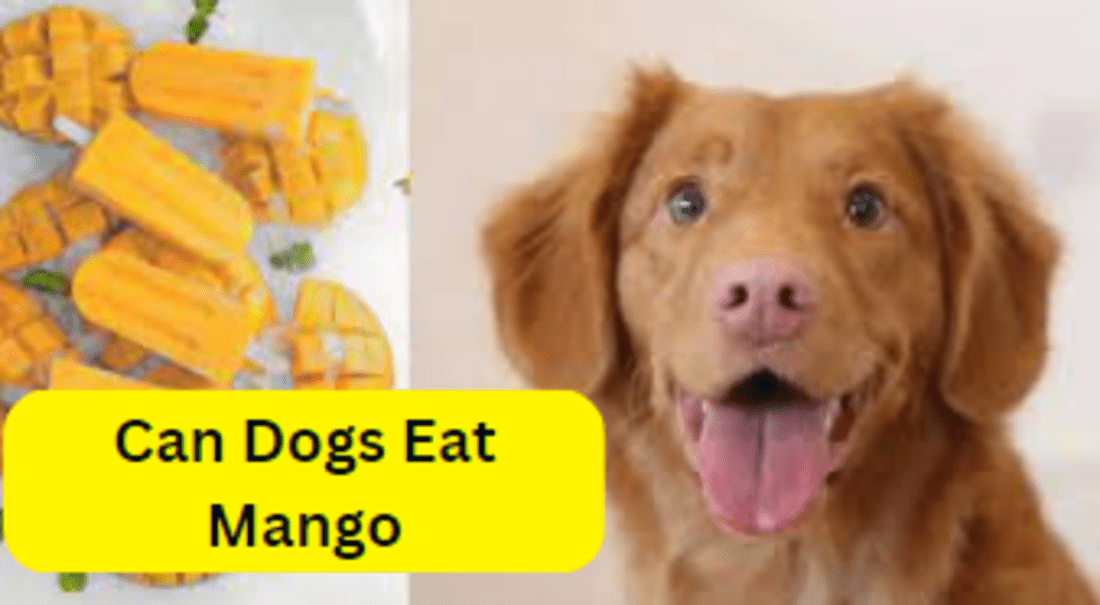 Can Dogs Eat Mango