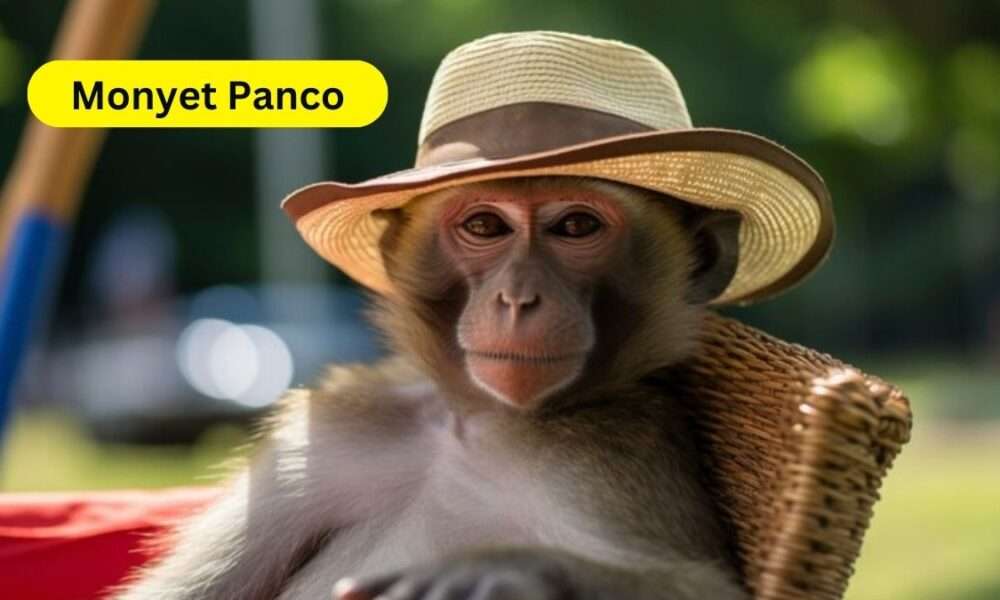 Monyet Panco