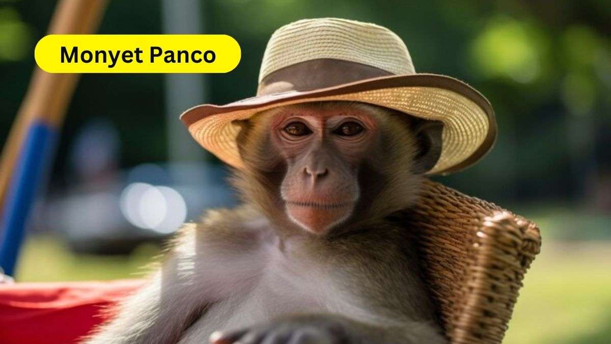 Monyet Panco